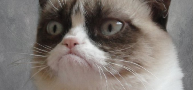 Grumpy Cat – Kot Zrzęda, który podbił Internet