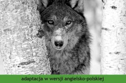 Wydawnictwo 44.pl poleca adaptację powieści Jacka Londona „White Fang. Biały Kieł”  w serii „Czytamy w oryginale”