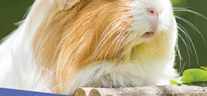 Nowe przygody z serii “Klinika pod Boliłapką”