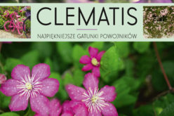 Clematis.  Najpiękniejsze gatunki powojników