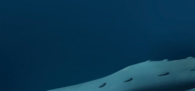 Piosenka humbaka.  Michał Zioło