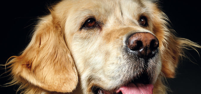 Rasy psów. Golden retriever